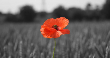 We Will Remember Them.